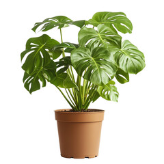 Lush green Monstera deliciosa plant in a brown pot a vibrant houseplant