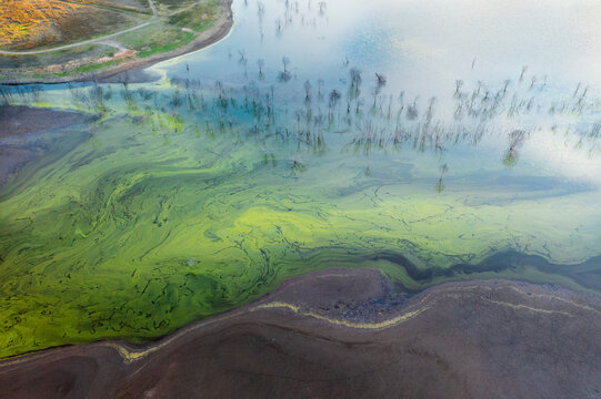 Algae patterns through dead trees on an inland lake system
