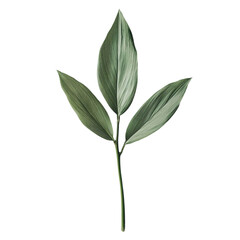 Green leaf plant artwork with colorful striped background