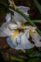 Rose chafer beetle on a white iris flower – macro insect photography in summer garden
