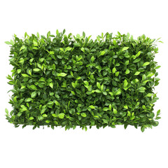 Obraz premium Lush green leaves dense foliage natural texture background