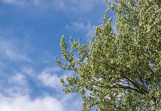 A tree with green leaves is in front of a blue sky
