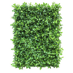 Fototapeta premium Lush green foliage vibrant leaves natural texture dense plant wall
