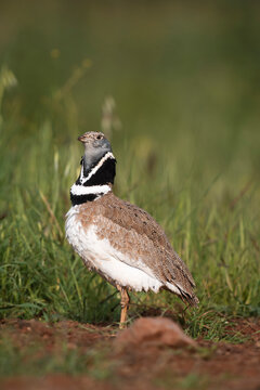 Male Little Bustard Vertical Portrait 