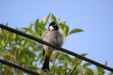 A group of birds standing in different places among the trees and feeding on seeds, bird, sparrow, nightingale, pigeon.