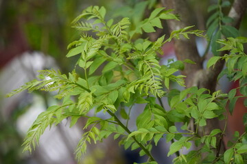 Curry Tree, scientifically known as Murraya koenigii or Bergera koenigii in closeup