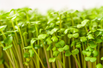 Close up of fresh green broccoli microgreen plant with many bright sprout. Healthy eating and growing sprouted seed concept agriculture.
