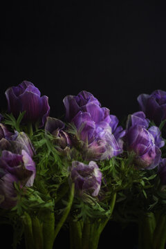anemones