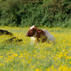 Cows sitting down in a buttercup meadow in summer