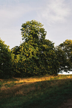 Chestnut Tree in Greenwich Park