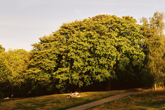 Giant Chestnut Tree