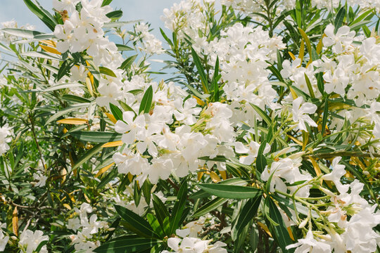 White Oleander Spring Flowers