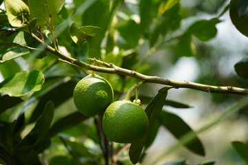 close-up of two green pomelo fruits (also known as 