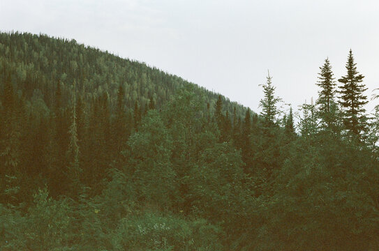 Dense forest landscape showcasing lush green trees and rolling hills  - Powered by Adobe