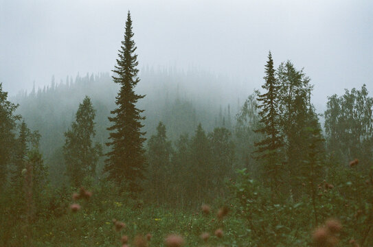Fog envelops pine trees in a forest landscape during early morning