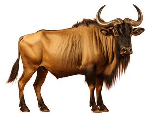 PNG Wildebeest livestock wildlife buffalo.