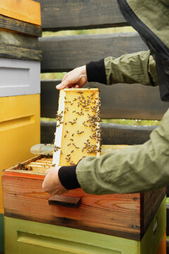Close-Up of Bees in Beehive Being Managed
