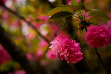 ＜五島の春の風景＞鬼岳樹木園の八重桜