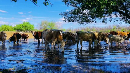 A herd of cows is drinking water near the Volga River. Cows are drinking on the bank of a flooded river. Farm animals. On a sunny spring day, cows are drinking water. 4К	