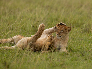LION CUBS