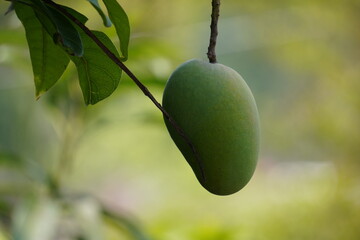  A green mango hanging from a tree branch with green blurry background