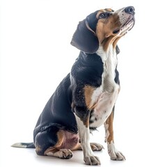 Adorable Sitting Beagle Dog with Cute Expression, Large Ears and Tricolor Coat, Isolated on White Background, Full Body Portrait of a Pet Animal