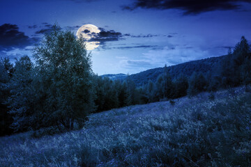 landscape with forest on the hill in summer at night. beautiful scenery with trees under blue sky with fluffy clouds in full moon light. peaceful weather wallpaper