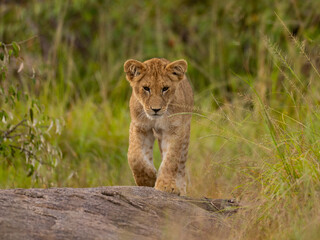 LION CUBS