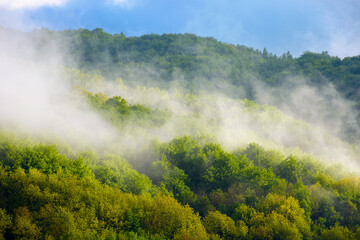 fog evaporating above the foliage forest on the hill. scenic mountainous nature scenery of transcarpathia. fresh sunny weather with clouds on the blue sky