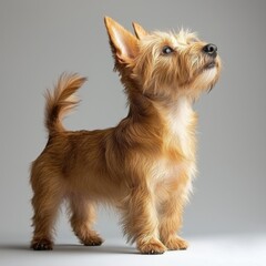 Adorable small terrier puppy with fluffy fur and alert ears standing on gray background with a curious expression and bright eyes