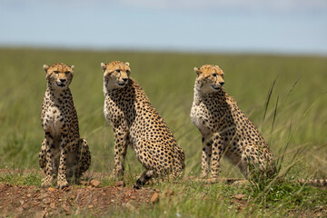 cheetahs © KENNEDY