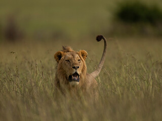 lion in the grass