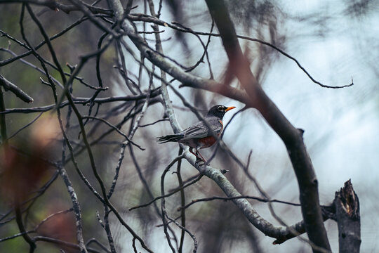 American Robin on branches