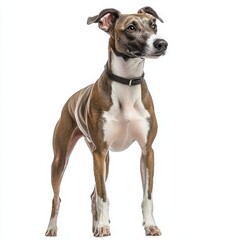Adorable energetic mixed breed dog with alert expression, standing confidently on white background, showcasing muscular build and attentive attitude