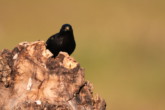 Spotless Starling Sitting On A Tree Trunk At Sunset  
