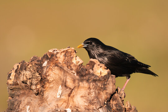 Spotless Starling Perched On A Tree Trunk