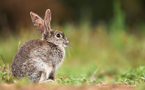 Wild Rabbit With Ticks In Its Ears  