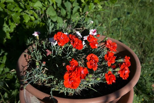 Red sweet william flowers in flowering pot in the garden.