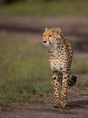 Cheetah on the look out