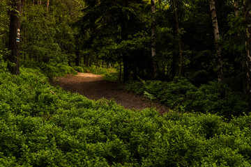 Landscape photography full of forests, rocks and paths