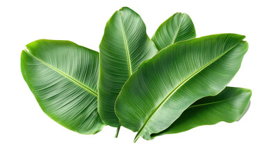 Banana leaf three banana leaves completely separated from background