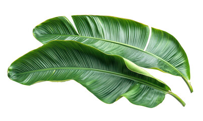 Banana leaf three banana leaves completely separated from background