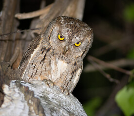 Eurasian scops owl, Otus scops. A bird sits in a tree, looking at something below