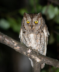 Eurasian scops owl, Otus scops. A beautiful bird sits on a tree branch