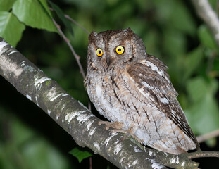 Eurasian scops owl, Otus scops. A beautiful bird sits on a tree branch