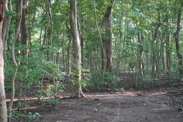 Inside of forest trees. nature green wood sunlight backgrounds