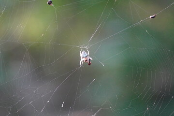 orb-weaver spider eating insert on the web in closeup 