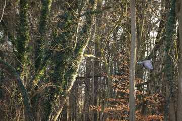Buzzard (Buteo buteo) flying with wings to the bottom on the right side of the image with dark...