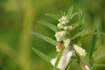 Motherwort also Leonurus cardiaca or Leonurus japonicus insect on sesame flowers 
