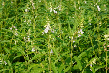 A field of Sesame plants with tiny white flowers
